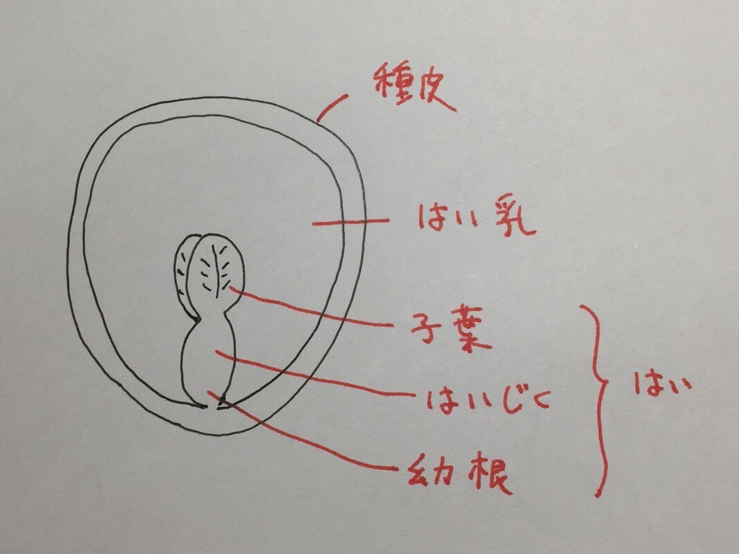 有胚乳種子の図