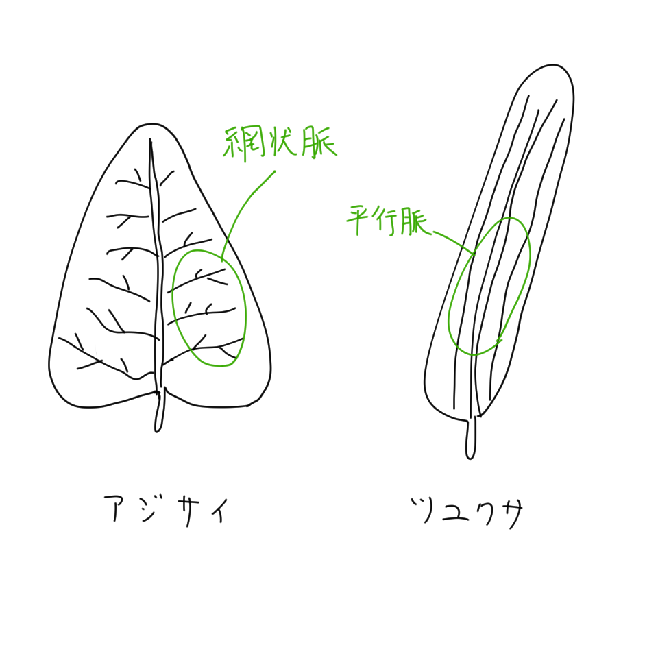 中１理科 図でよくわかる植物の葉のつくり 葉脈 気孔 蒸散 Irohabook